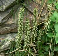 Image of Umbilicus rupestris (Salisb.) Dandy