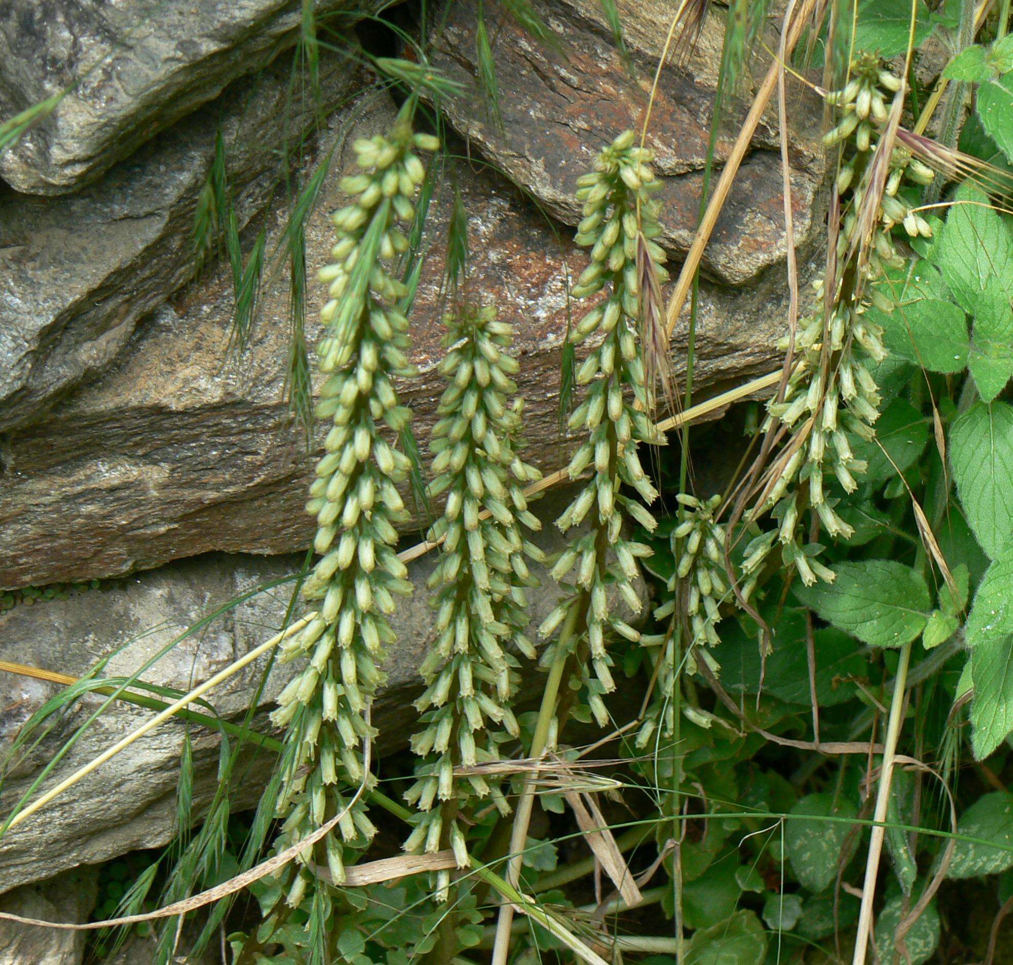 Image of Umbilicus rupestris (Salisb.) Dandy