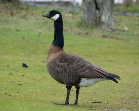 Image of Branta canadensis occidentalis (Baird & SF 1858)