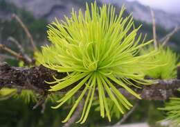 Image of European Larch