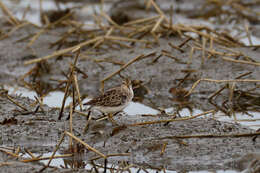 Image of Long-toed Stint