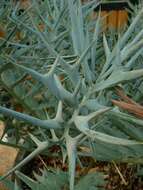 Image of Eastern Cape Blue Cycad