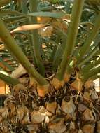 Image of Eastern Cape Blue Cycad