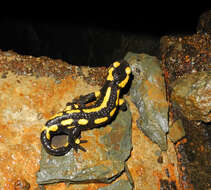 Image of Common Fire Salamander