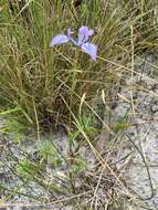 Image of Moraea punctata Baker