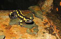 Image of Common Fire Salamander