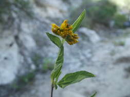 Image of Aldama glomerata (Brandeg.) E. E. Schill. & Panero