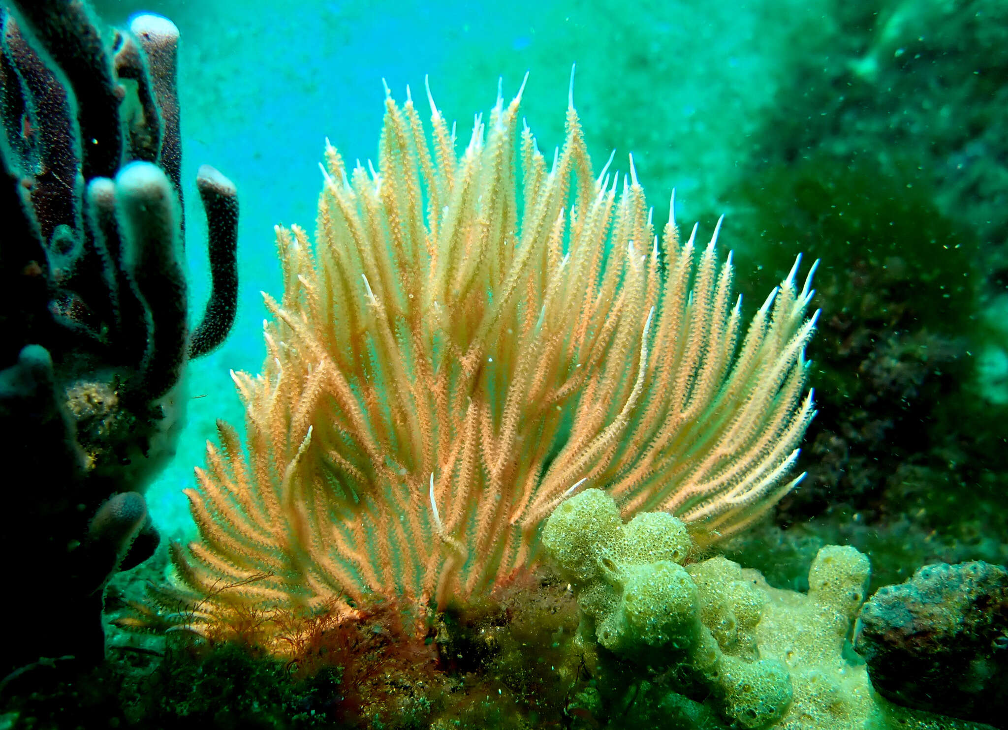 Image of Sphaerokodisis australis (Thomson & Mackinnon 1911)