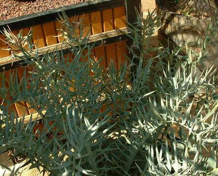 Image of Eastern Cape Blue Cycad