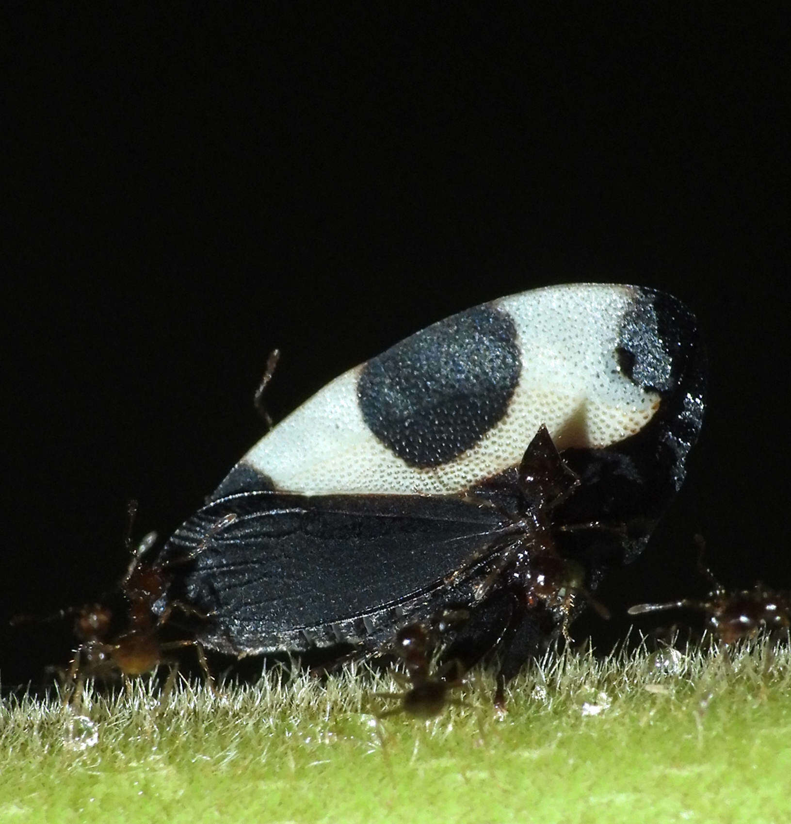 Image of Folicarina bicolor Sakakibara 1992