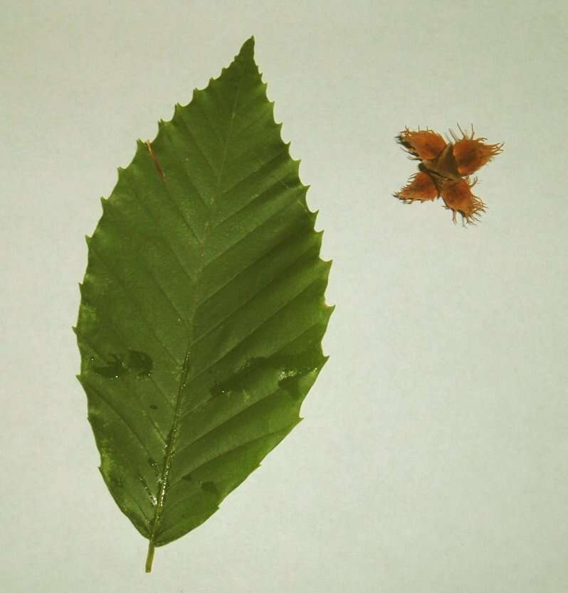 Image of American beech