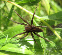 Plancia ëd Dolomedes striatus Giebel 1869