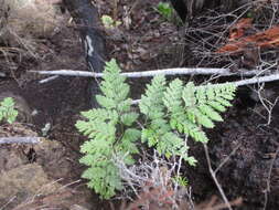 Image of hare's-foot fern