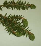 Image of eastern hemlock