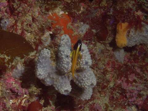 Image of Yellow-and-black Triplefin