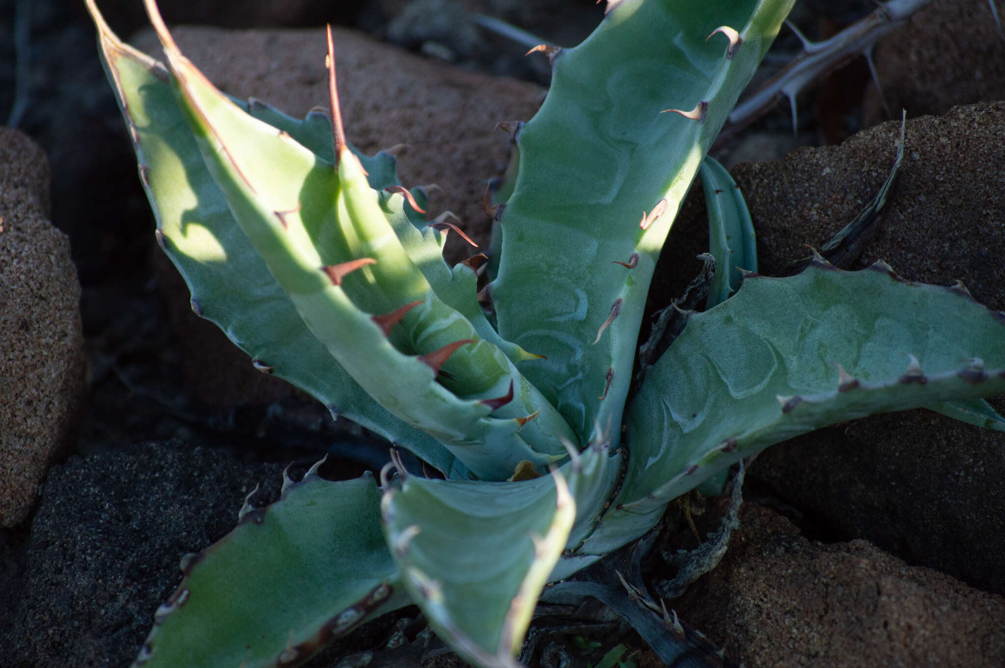 Image of Agave sobria subsp. roseana (Trel.) Gentry