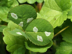 Image of Leaf miner moth