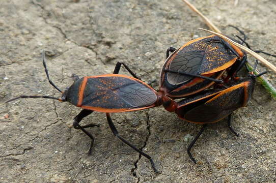 Largus californicus (Van Duzee 1923)的圖片