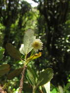 Image of Crinodendron brasiliense Reitz & L. B. Smith