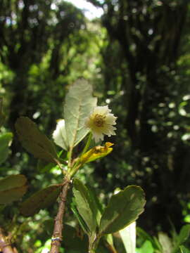 Image of Crinodendron brasiliense Reitz & L. B. Smith