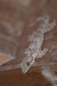 Image of Gekko tokehos