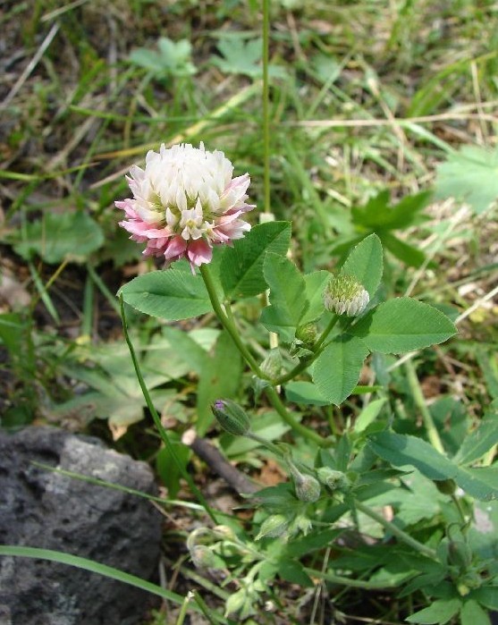 Trifolium hybridum (rights holder: )