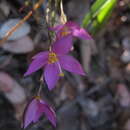 Image of Gyrandra tenuifolia (M. Martens & Galeotti) G. Mansion