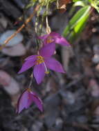 Image of Gyrandra tenuifolia (M. Martens & Galeotti) G. Mansion