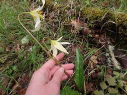 Imagem de Erythronium oregonum Applegate