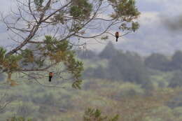 Image of White-fronted Bee-eater