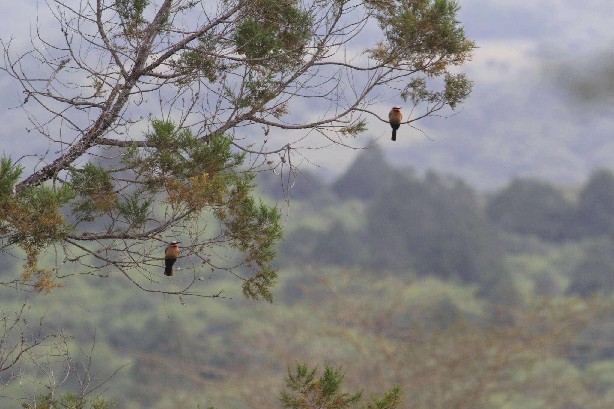 Image of White-fronted Bee-eater