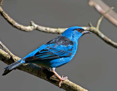 Image of Dacnis Cuvier 1816