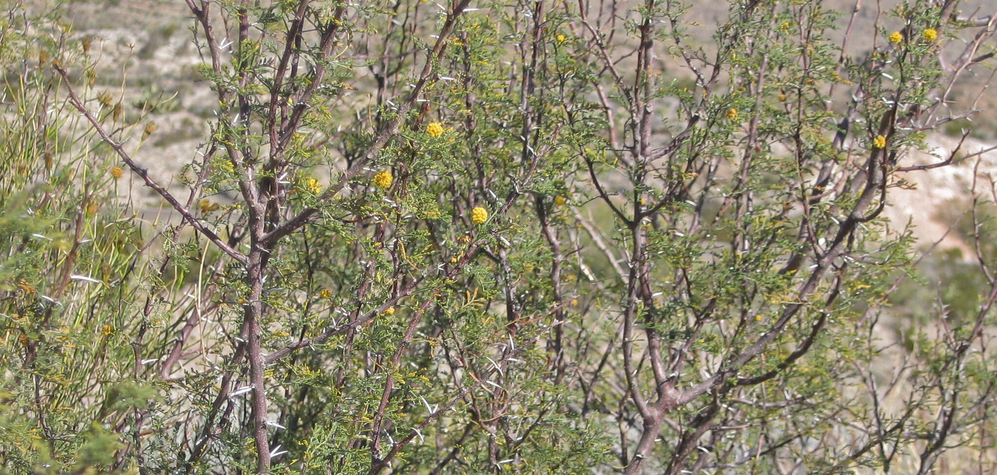 Слика од Vachellia farnesiana (L.) Wight & Arn.