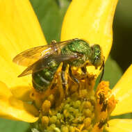 صورة Agapostemon sericeus (Förster 1771)