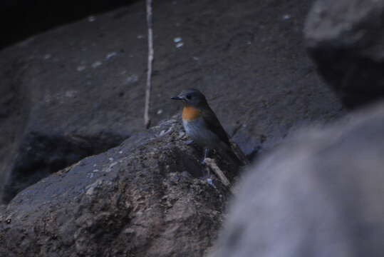 Image of White-bellied Blue Flycatcher