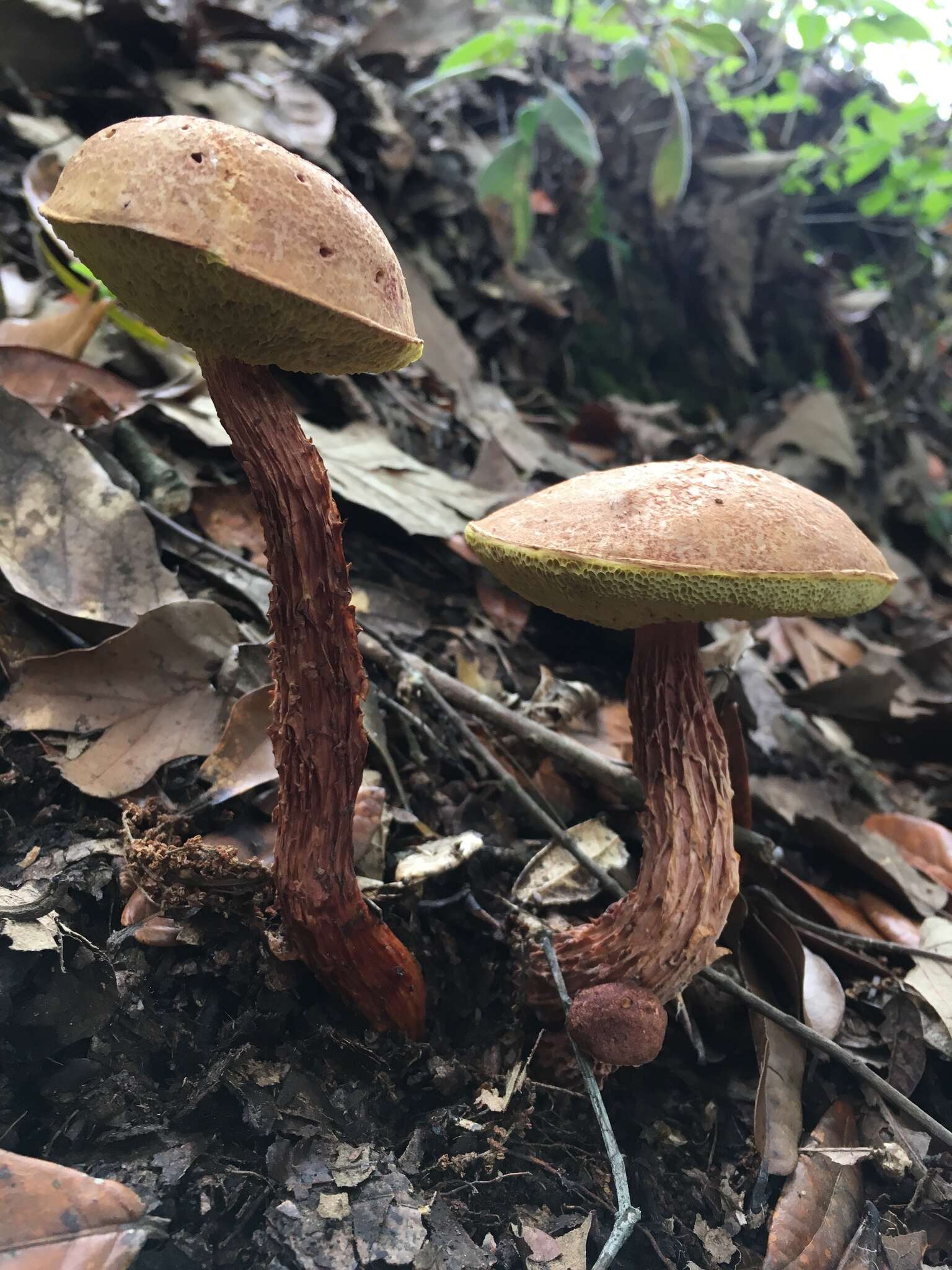 Image of Aureoboletus russellii (Frost) G. Wu & Zhu L. Yang 2016