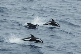 Image of Hourglass Dolphin