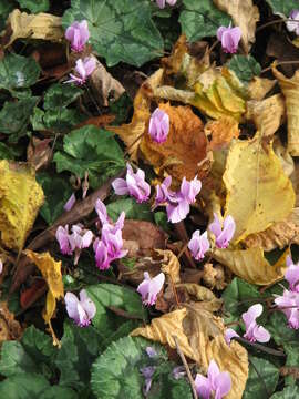 Слика од Cyclamen hederifolium Aiton