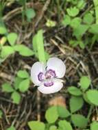 Calochortus nudus S. Watson的圖片