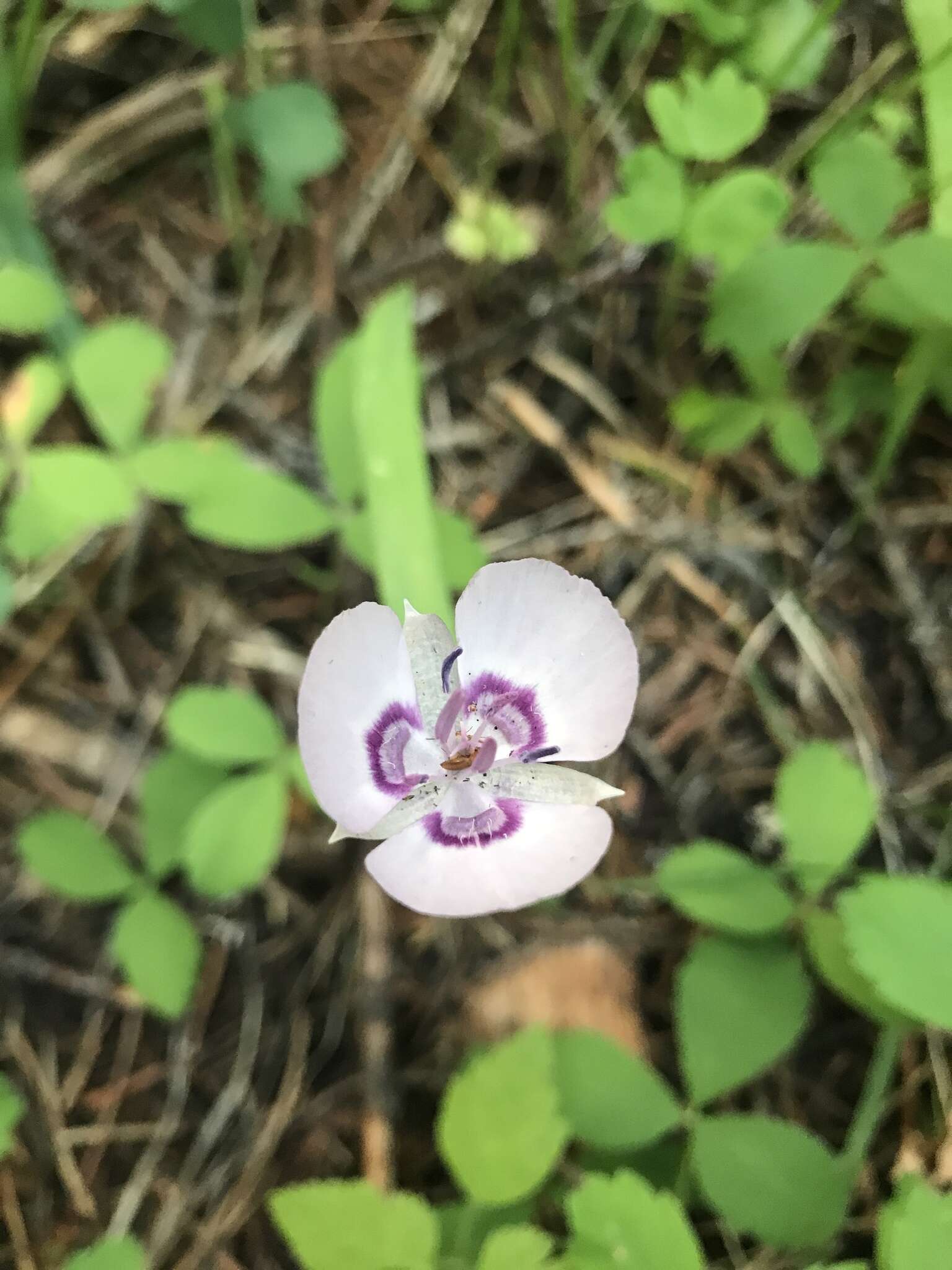 Calochortus nudus S. Watson的圖片