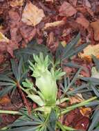 Image of Stinking Hellebore