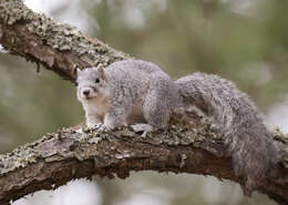 Image of Delmarva Peninsula fox squirrel