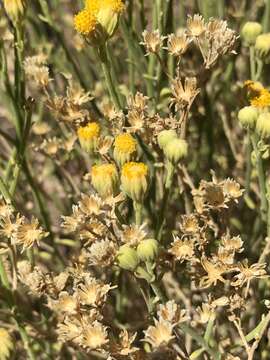 Perityle intricata (Brandeg.) Shinners resmi