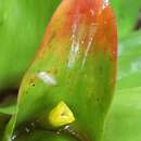 Image of Guzmania gloriosa (André) André ex Mez