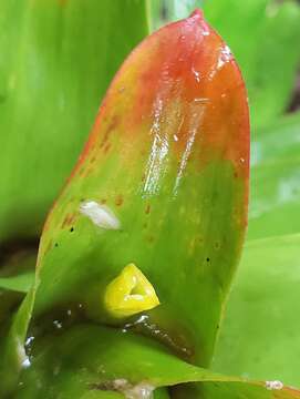 Image of Guzmania gloriosa (André) André ex Mez