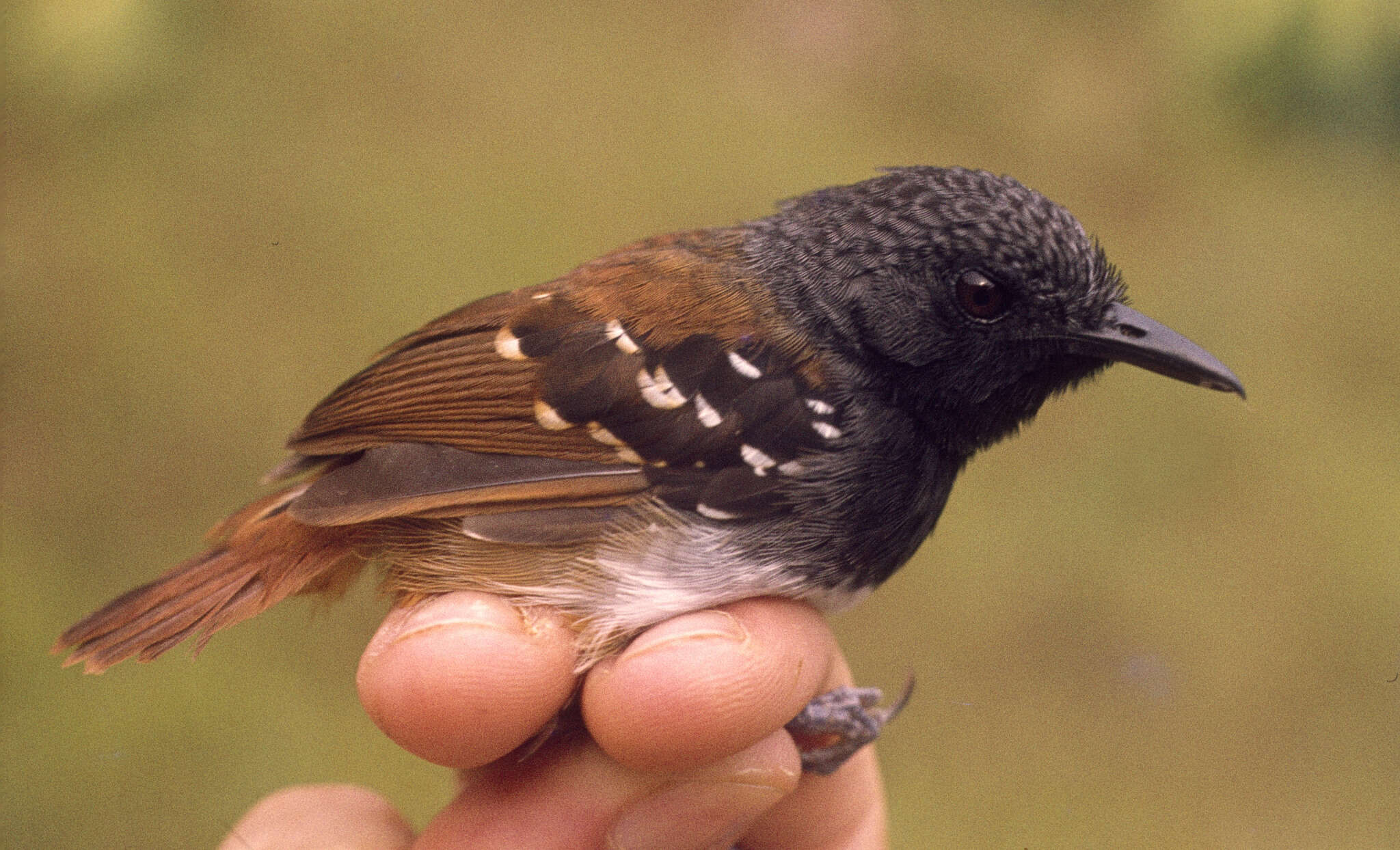 Image of Southern Chestnut-tailed Antbird