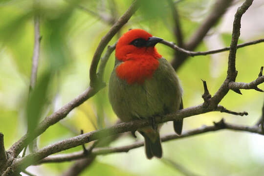 Image of Mauritius Fody