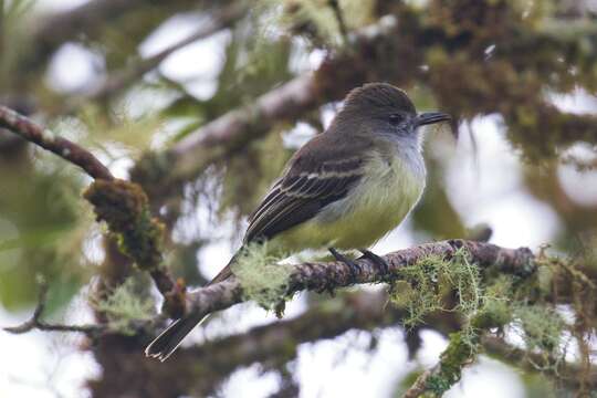 Image of Pale-edged Flycatcher