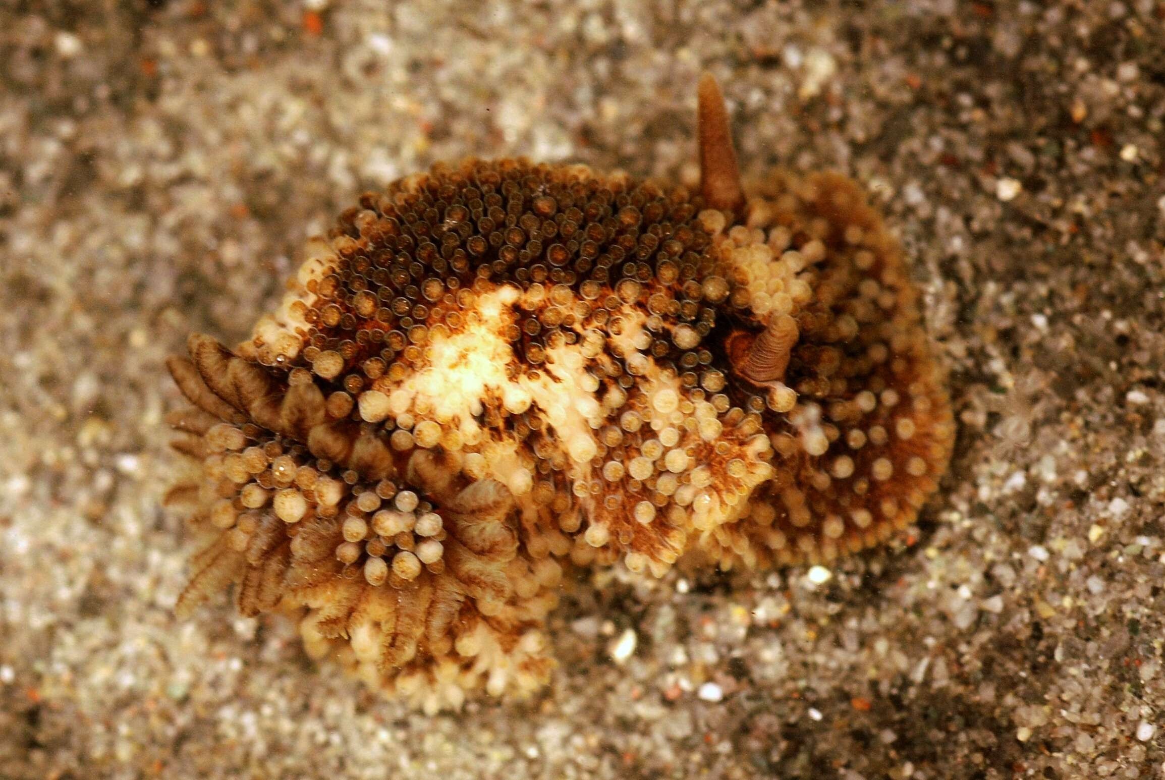 Image of barnacle-eating onchidoris