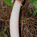 Image of Phallus calongei G. Moreno & Khalid 2009